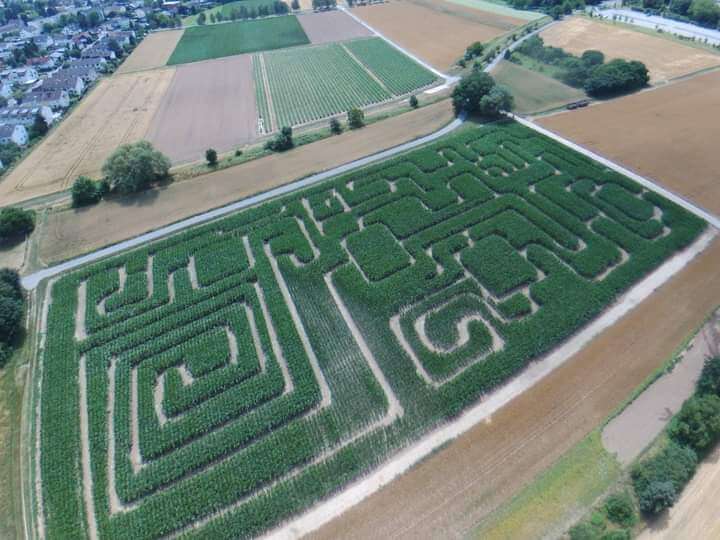 Maislabyrinth bis Mitte Oktober geöffnet